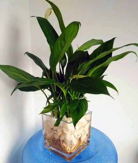 植物土栽水培都可以，5种常见的水培植物，你喜欢吗？(水培植物种土里能活吗)